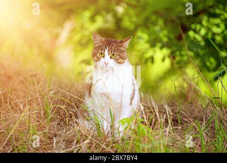 Ritratto di un tabby grigio gatto randagio con occhio verde seduto e guardando in erba, animale sfondo naturale Foto Stock