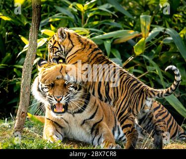 La tigre (Panthera tigris) è la più grande specie di gatto esistente e membro del genere Panthera. È più riconoscibile per la sua striscia verticale scura Foto Stock