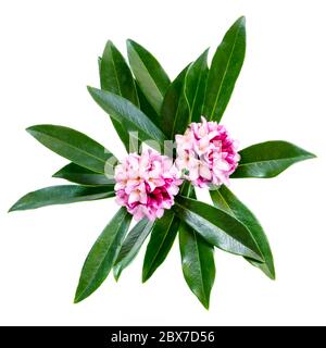 Daphne odora fiori isolati su bianco. Foto Stock