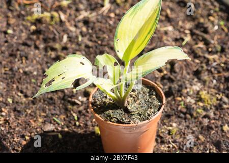 Una giovane pianta di Hosta con foglie mangiate da lumache Foto Stock