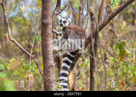 Limur con coda ad anello nel parco nazionale selvaggio di ranomafana Madagascar Foto Stock