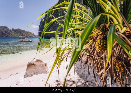 El Nido, Palawan, Filippine. Spiaggia tropicale paradiso di sabbia con piante esotiche fogliame. La laguna blu è circondata da montagne rocciose calcaree carsiche Foto Stock