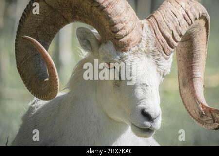 Ritratto di una potente pecora di Dall RAM Foto Stock