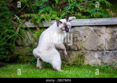 Giovane gatto Siam orientale gruppo Mekong bobtail cammina in erba su guinzaglio blu. Animali domestici, avventure all'aperto nel parco. Allenamento, ritratto, capelli corti Foto Stock