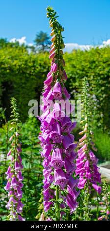 Francia, Yvoire, le Jardin des Cinq Sens (Giardino dei cinque sensi) Foto Stock