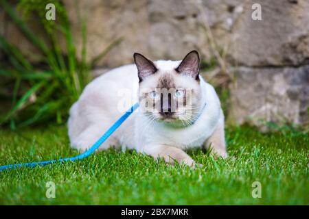 Giovane gatto Siam orientale gruppo Mekong bobtail cammina in erba su guinzaglio blu. Animali domestici, avventure all'aperto nel parco. Allenamento, ritratto, capelli corti Foto Stock