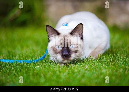 Giovane gatto Siam orientale gruppo Mekong bobtail cammina in erba su guinzaglio blu. Animali domestici, avventure all'aperto nel parco. Allenamento, ritratto, capelli corti Foto Stock