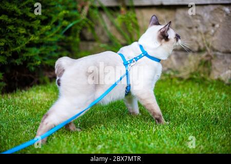 Giovane gatto Siam orientale gruppo Mekong bobtail cammina in erba su guinzaglio blu. Animali domestici, avventure all'aperto nel parco. Allenamento, ritratto, capelli corti Foto Stock