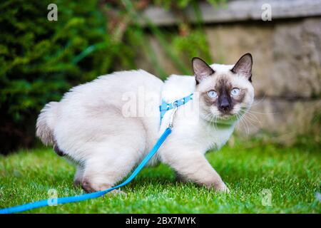 Giovane gatto Siam orientale gruppo Mekong bobtail cammina in erba su guinzaglio blu. Animali domestici, avventure all'aperto nel parco. Allenamento, ritratto, capelli corti Foto Stock