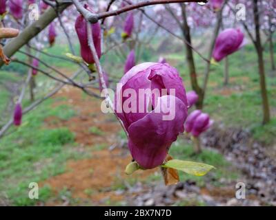 magnolia viola intenso pronta a fiorire in primavera Foto Stock
