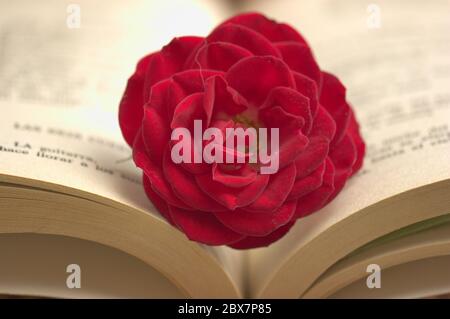 Primo piano di un fiore rosso sulle foglie di un libro aperto a metà Foto Stock