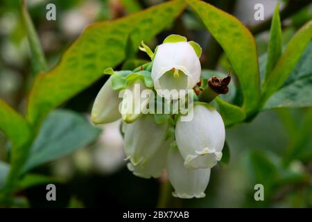 Fiori delicati su una macchia di mirtillo in primavera. Molto poco profondo DOF, il fuoco è sul fiore anteriore. Foto Stock