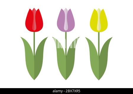 Tre tulipani in rosso, giallo e lilla con foglie verdi su sfondo bianco Illustrazione Vettoriale