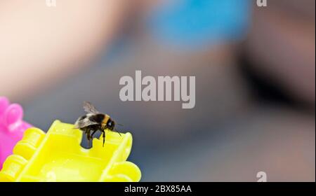 un bumblebee atterrato su un giocattolo con sfondo sfocato Foto Stock