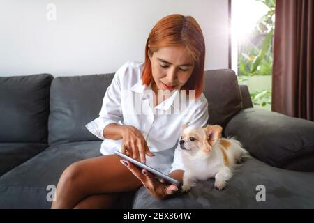 Le donne asiatiche d'affari e un cucciolo di Chihuahua sono in camera guardando le notizie su un tablet - lavoro da casa Foto Stock