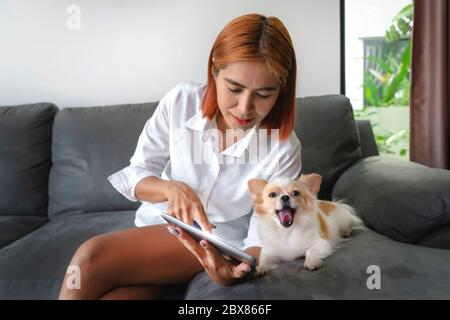 Le donne asiatiche d'affari e un cucciolo di Chihuahua sono in camera guardando le notizie su un tablet - lavoro da casa Foto Stock