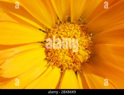 La parte centrale del fiore marigoldo con balenami e polline macro sfondo Foto Stock