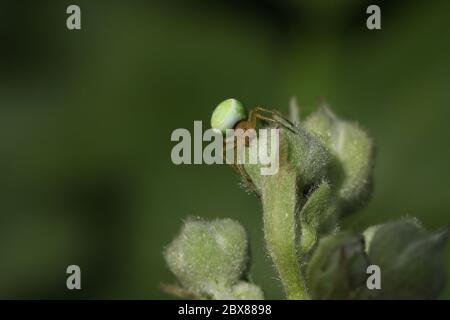 Un gallo di caccia Orb verde di cetriolo, Araniella cucerbitina sensu stricto, seduto su un bocciolo di bramble. Foto Stock