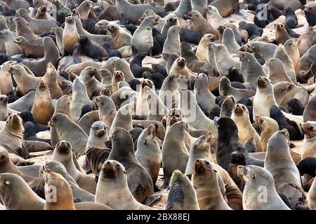 Un'enorme colonia di foche di Capo pellicano (Arctocephalus pusillus) sulla spiaggia di Capo Croce, Regione di Erongo, Namibia. Foto Stock