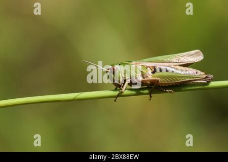 Un Grasshopper verde piuttosto comune, Omocestus viridulus, che perching su erba in un campo nel Regno Unito. Foto Stock