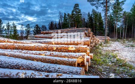 Vista laterale del legname commerciale, tronchi di pino dopo un taglio netto di foresta nel Nord della Svezia. Tronchi di copertura della neve poco, giorno invernale nuvoloso. Lappand, SC Foto Stock