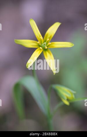 Gagea lutea, conosciuta come la Stella gialla di Betlemme, fiore selvatico finlandese Foto Stock