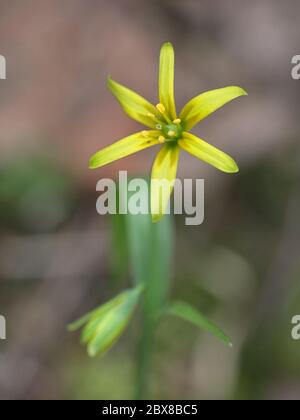 Gagea lutea, conosciuta come la Stella gialla di Betlemme, fiore selvatico finlandese Foto Stock