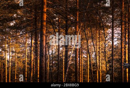 Golden Sunset si illumina orizzontalmente attraverso la pineta nel nord della Svezia, boschi molto densi e misti. Vasterbotten, Umea Foto Stock