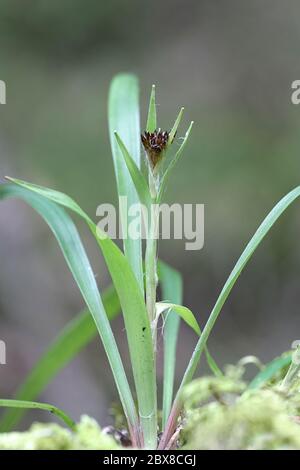 Luzula pilosa, conosciuta come la pelosa foresta-rush, pianta selvatica dalla Finlandia Foto Stock