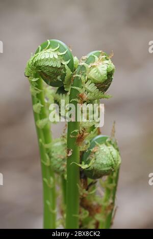 Matteuccia struthiopteris, conosciuta come ostroich feln, fiddlehead feln, o shuttleock feln, pianta selvatica dalla Finlandia Foto Stock