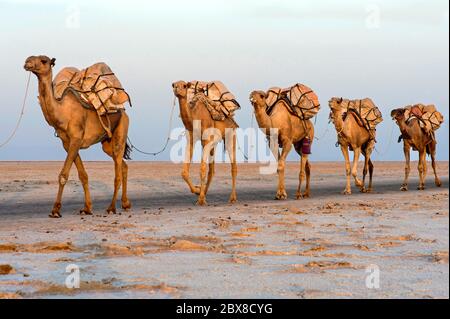 Dromedario caravan che trasportano il sale (halite) lastre sopra il lago di assale, Danakil depressione, regione di Afar, Etiopia Foto Stock