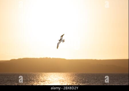 Weymouth, Regno Unito. 6 Giugno 2020. L'alba della mattina presto sopra la baia di Weymouth silhouette un gabbiano volante. Foto Stock