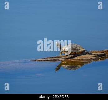 Tartaruga, Trachemys Scripta, un cursore laghetto che si crogiola al sole sul lago Lynx. Prescott, Contea di Yavapai, Arizona Stati Uniti Foto Stock