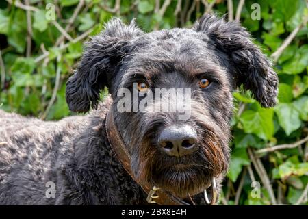 Ritratto di Bouvier Des Flandres, occhi arancioni, su sfondo verde naturale. Foto Stock