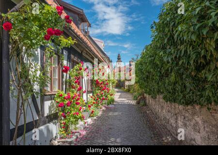 Il pittoresco vicolo medievale Fiskargränd è una popolare attrazione turistica a Visby, sulla più grande isola svedese di Gotland. Foto Stock