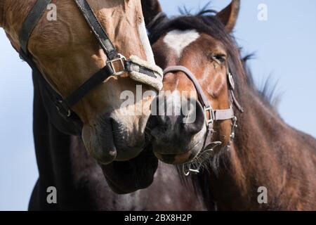 Tre cavalli strofinano affettuosamente i loro nasi insieme. Sembrano come l'un l'altro, forse anche baciare, si amano, abbracciando Foto Stock
