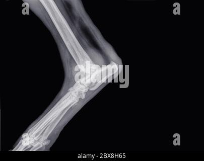 Raggi X di osteoartrite o artrosi nel gomito (ulna, omero e raggio) di un cane Foto Stock