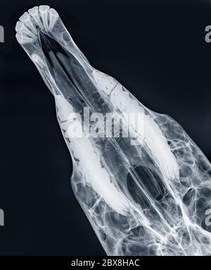 Raggi X della mascella superiore di un cavallo, vista dorso-ventrale Foto Stock