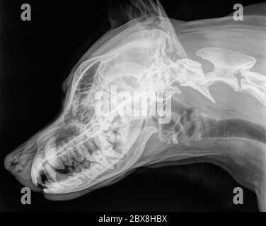 Raggi X del cranio di un cane, in posizione laterale, foto in bianco e nero Foto Stock