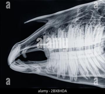 Raggi X del cranio di un cavallo, vista laterale, blu. Mandibola superiore e mandibola chiusa con denti giganti. Foto Stock