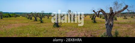 Olivi infestati (batterio Xylella Fastidiosa), Salento, Italia meridionale Foto Stock