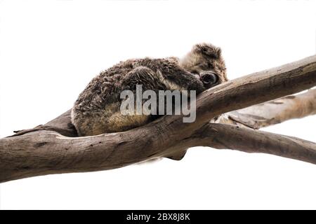 Koala (Phascolarctos cinereus) che riposa e dorme su un albero. Isolato su bianco Foto Stock