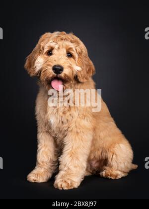 Cute Labradoodle cucito, seduto modi laterali. Guardando verso la telecamera con occhi soffocati, isolati su sfondo nero. Bocca aperta e lingua fuori. Foto Stock