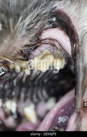 Primo piano di un tartaro e di una placca gravi su un dente di guancia decaduto in un cane. Immagine verticale Foto Stock