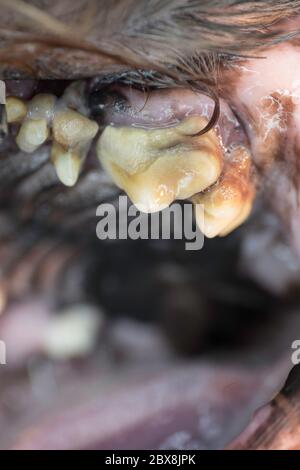 Primo piano di un tartaro e di una placca gravi su un dente di guancia decaduto in un cane. Immagine verticale Foto Stock