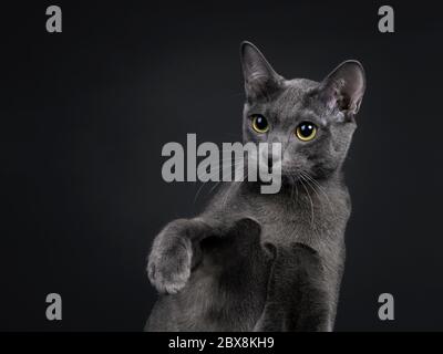 Testa di bella femmina di gatto Korat, una zampa in aria. Guardando dritto con gli occhi gialli/verdi. Isolato su sfondo nero. Foto Stock