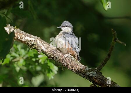 Novellame eurasiatico su ramo di quercia Foresta di Dean Foto Stock