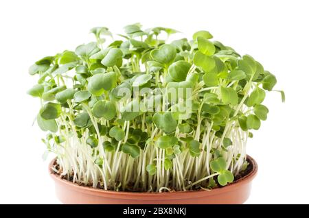 Germogli di aragola in crescita micro verde isolati su sfondo bianco con percorso di ritaglio Foto Stock