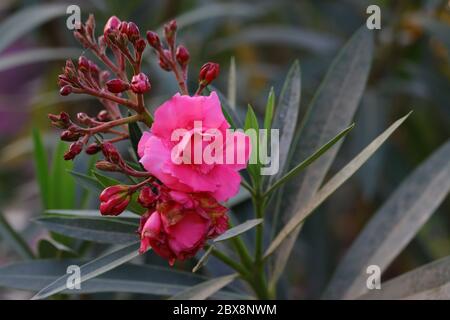 fotografia hd di fiori di oleandro rosa, foto di fiori di oleandro gratis Foto Stock