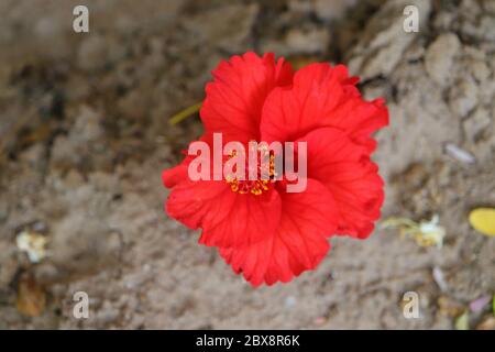 immagine di fiori senza royalty, fiore di ibisco rosso che si posa a terra, immagine hd Foto Stock